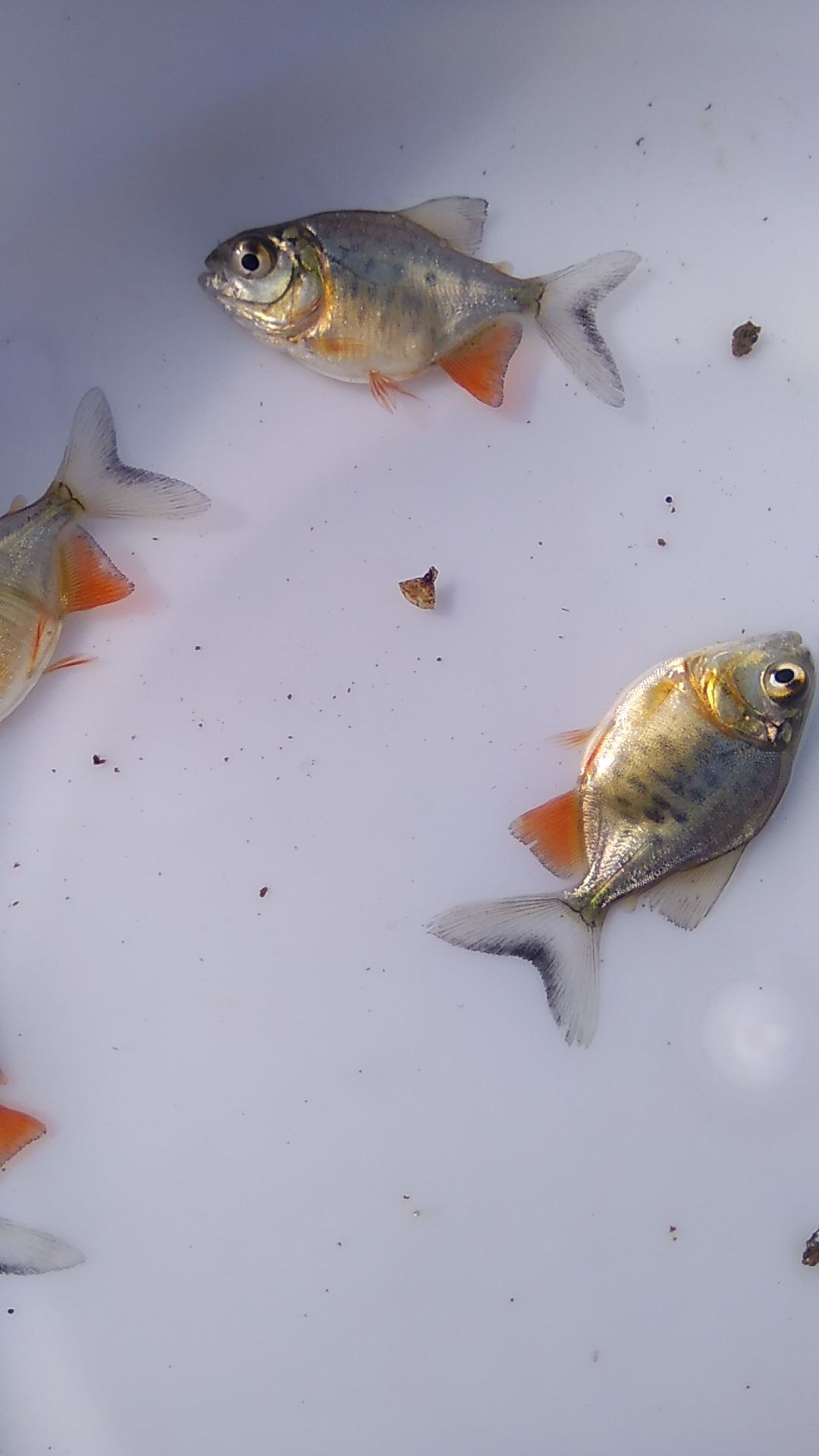 鯧魚的種類圖片/鯧魚的種類樣板圖 (4)