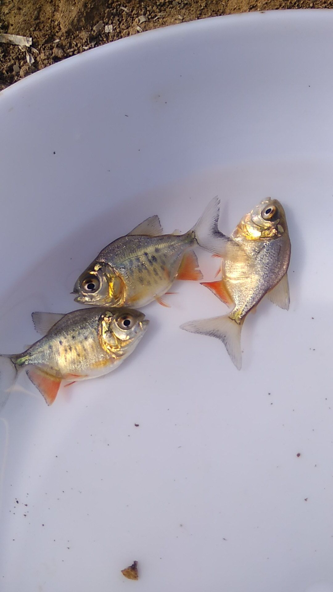 羅非魚苗圖片/羅非魚苗樣板圖 (2)