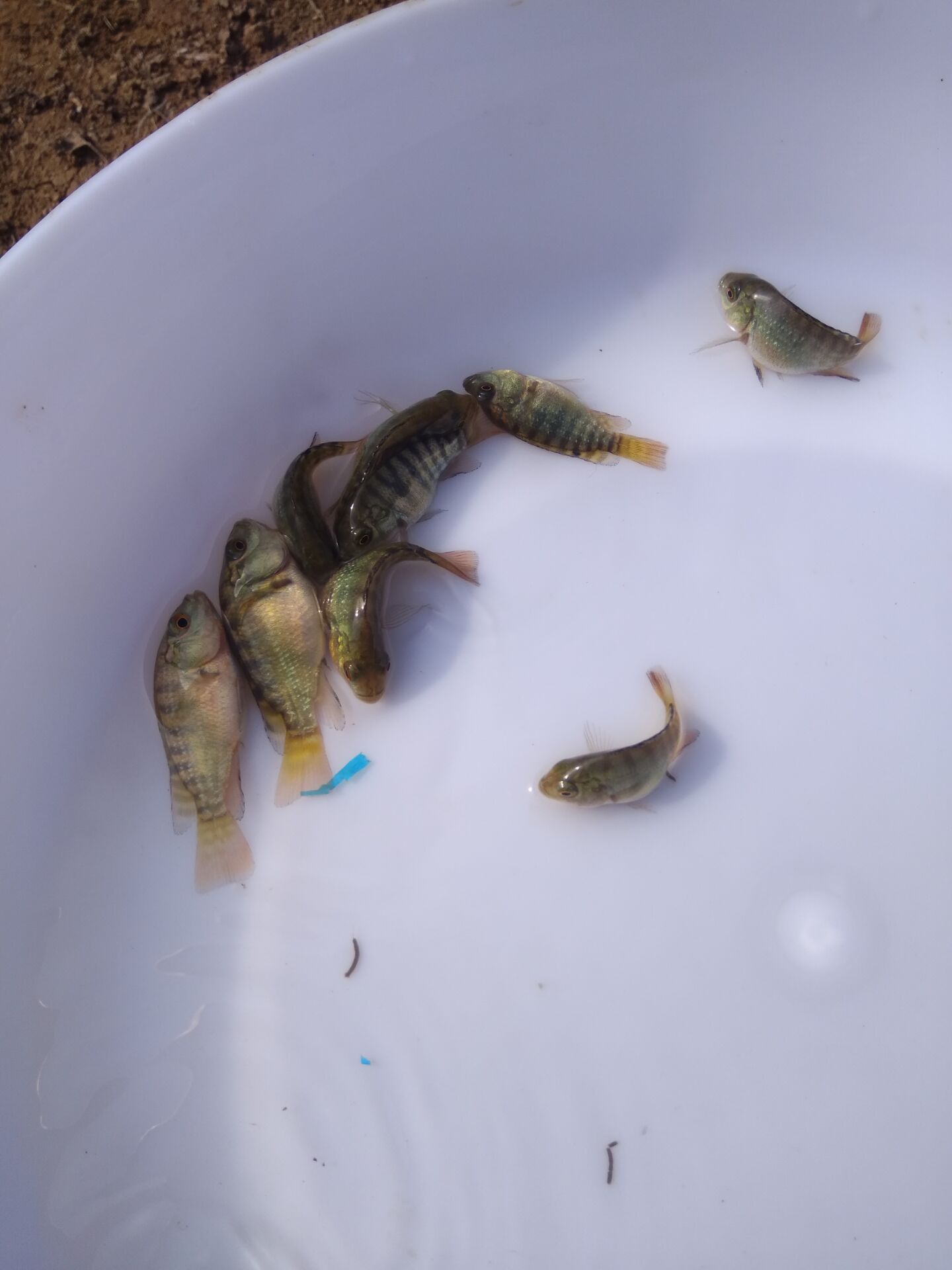 羅非魚圖片/羅非魚樣板圖 (4)