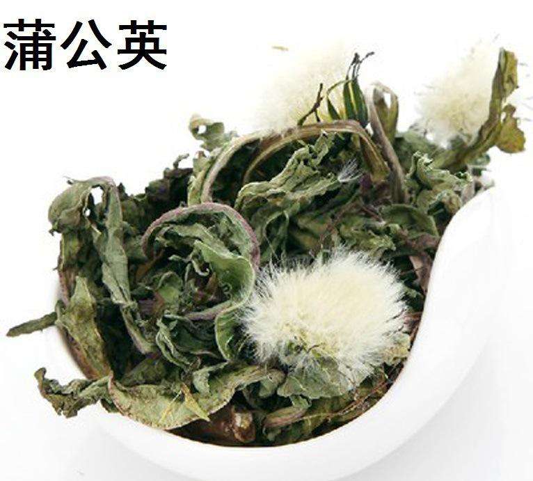 湖北蒲公英圖片