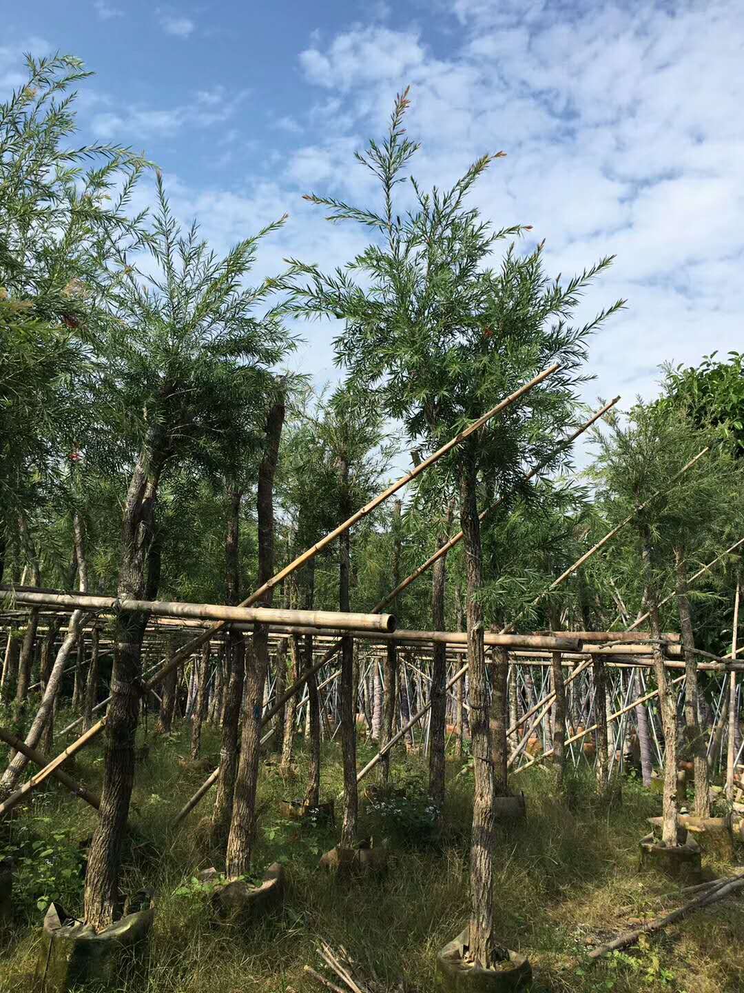 廣東串錢柳_垂枝紅千層觀賞圖片_串錢柳價值及園林用途