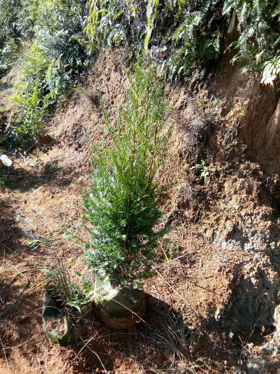 紅豆杉苗圖片/紅豆杉苗樣板圖 (2)