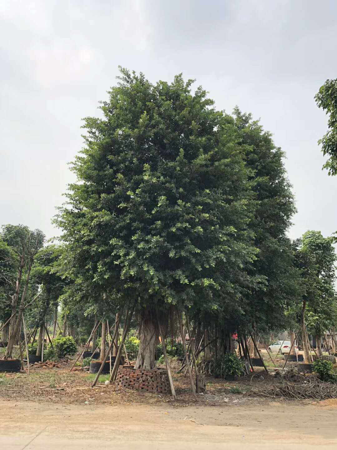 小葉欖仁多少錢(qián)一棵