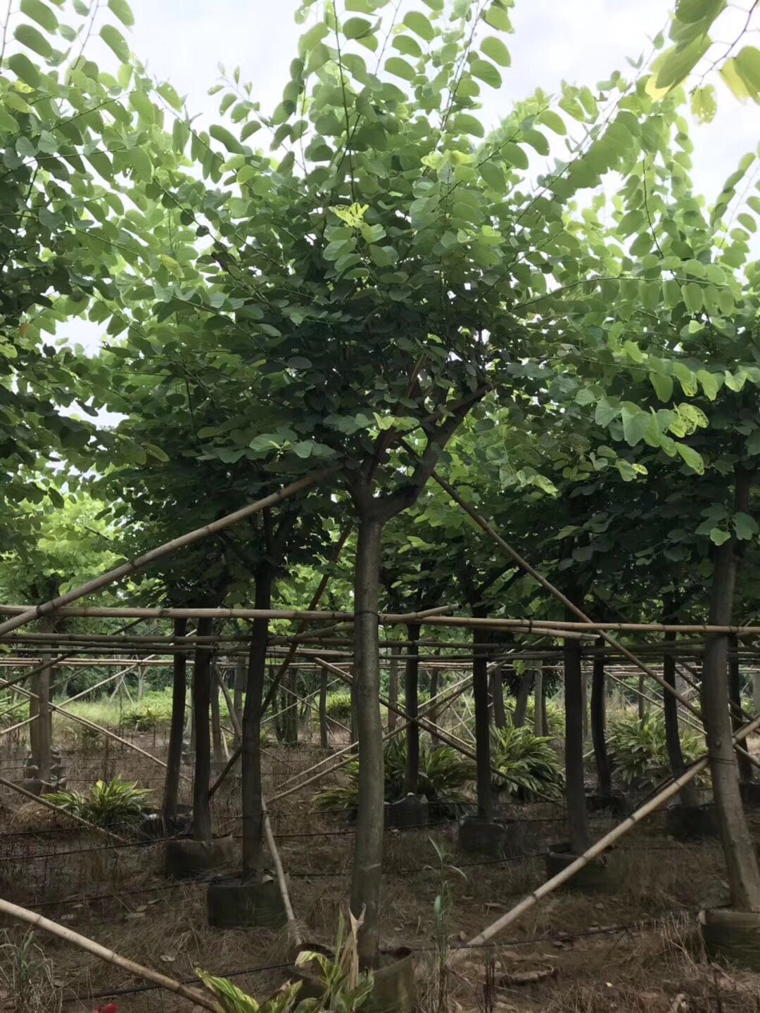 紫荊圖片/紫荊樣板圖 (1)