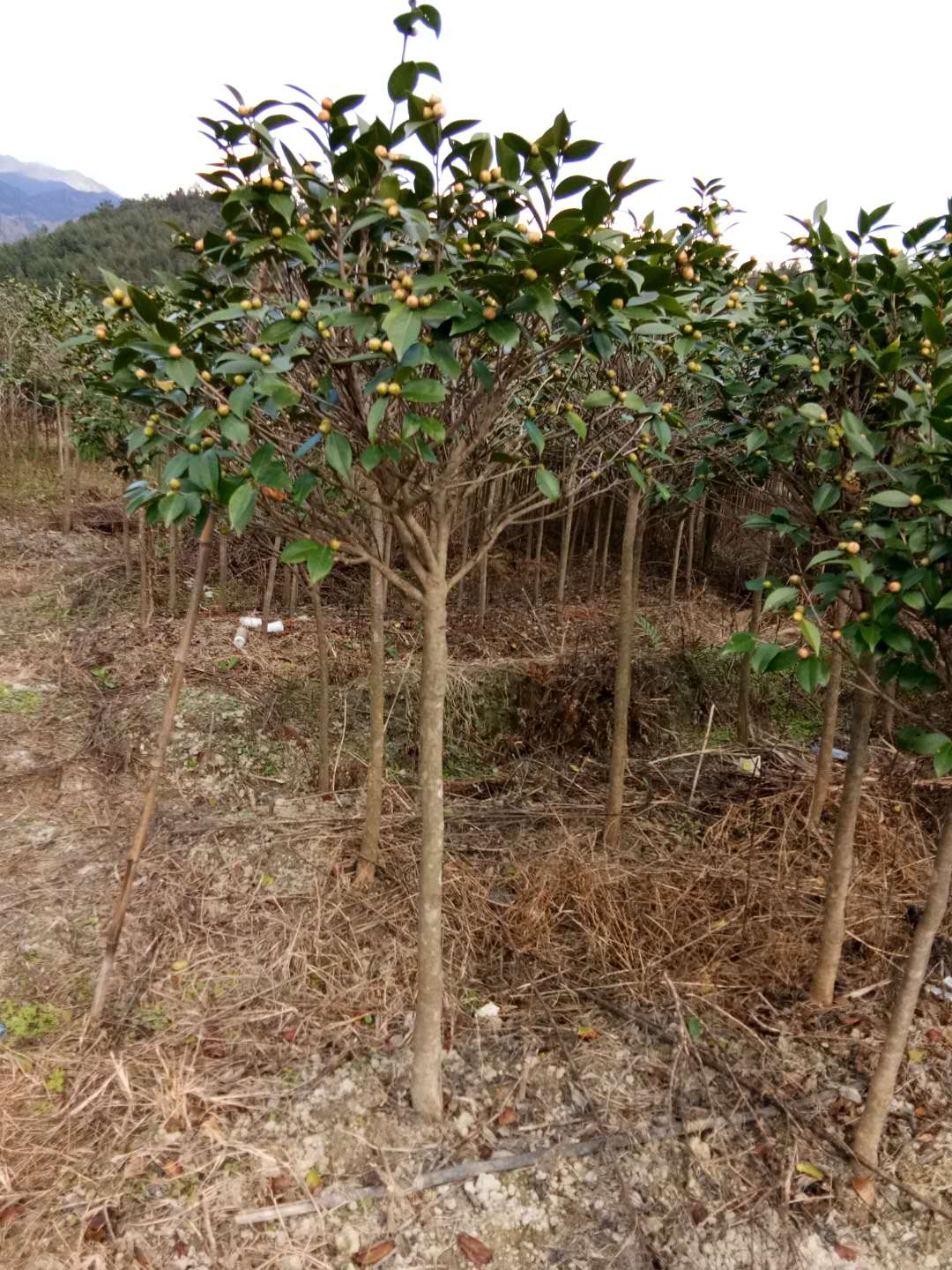 茶花樹苗圖片/茶花樹苗樣板圖 (3)