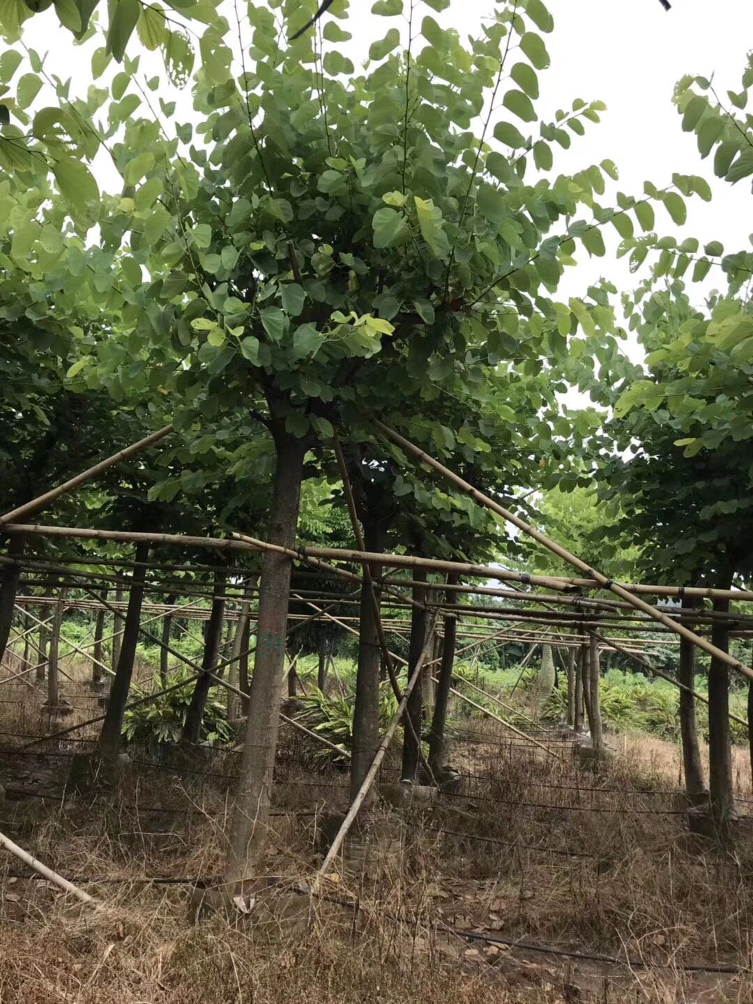 紫荊圖片/紫荊樣板圖 (2)