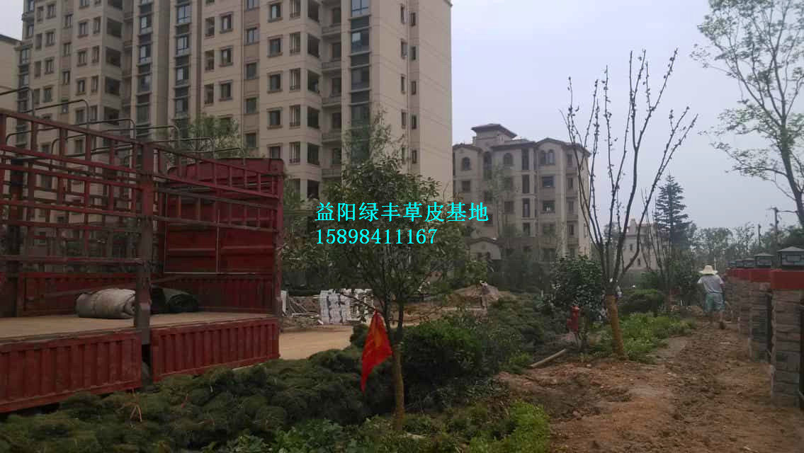 益陽果嶺草圖片/益陽果嶺草樣板圖 (2)