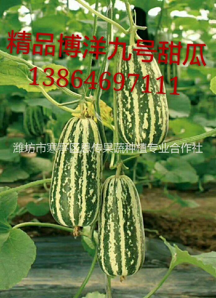 山東濰坊博洋九號(hào)甜瓜產(chǎn)地