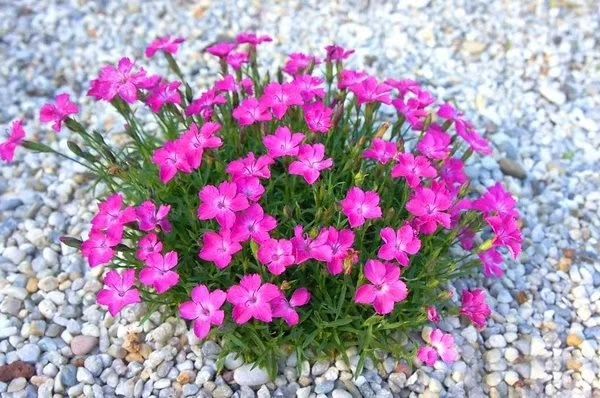 青州歐石竹價格、2018歐石竹價格、青州歐石竹種植基地、歐石竹基地*、歐石竹價格多少