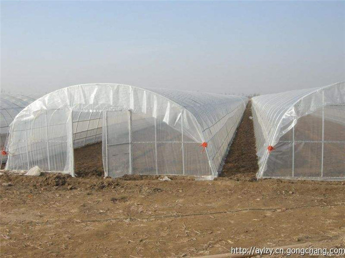 蔬菜大棚圖片/蔬菜大棚樣板圖 (3)