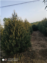 白皮松圖片/白皮松樣板圖 (4)