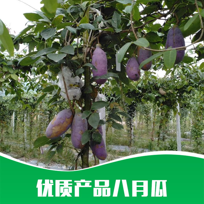 八月瓜圖片/八月瓜樣板圖 (2)