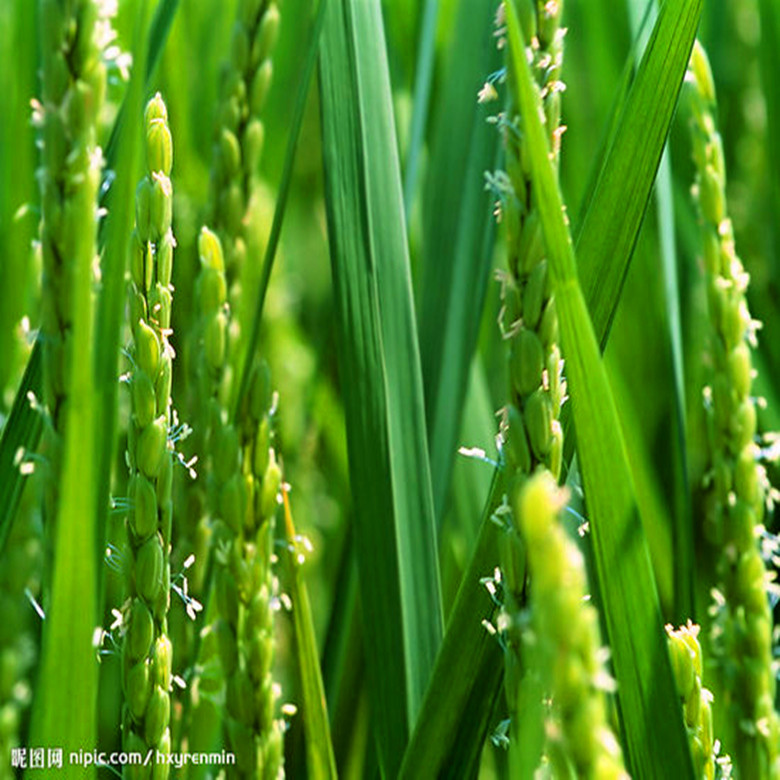 秋之潤(rùn)供應(yīng)食品級(jí)麥芽糊精