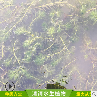 狐尾藻圖片/狐尾藻樣板圖 (1)