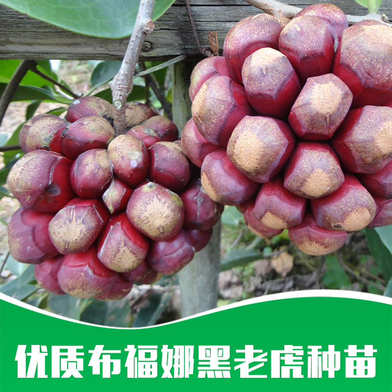 云南布福娜樹苗圖片
