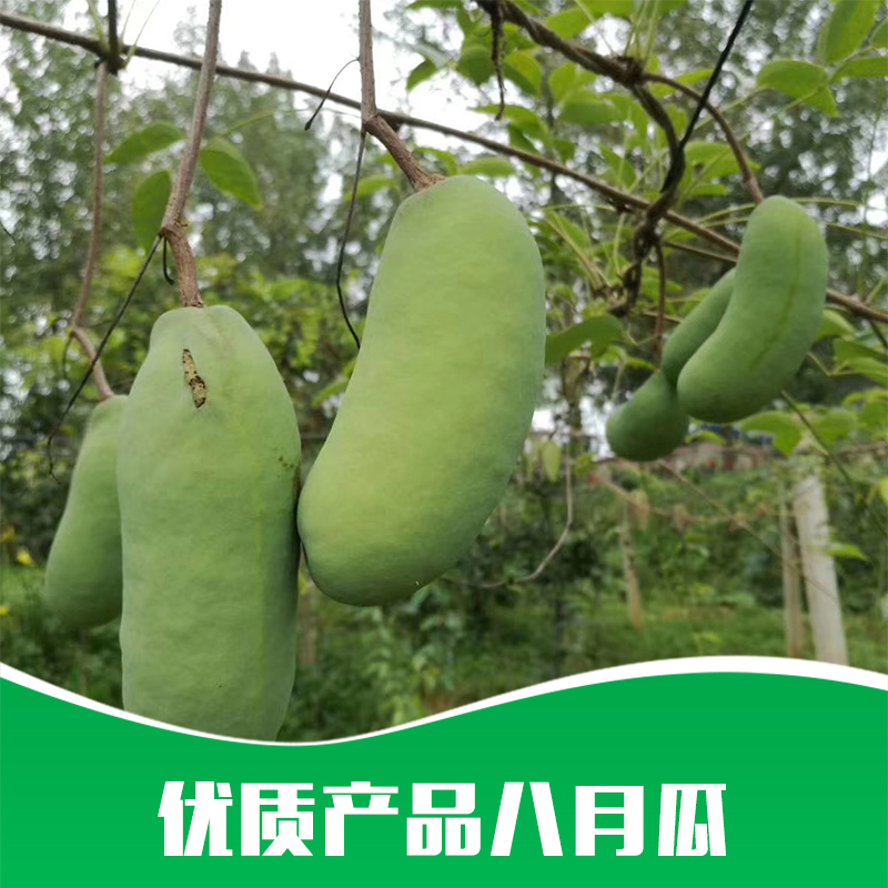 八月瓜圖片/八月瓜樣板圖 (3)