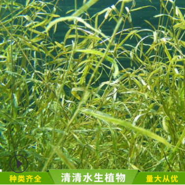 黃絲草報(bào)價(jià)圖片/黃絲草報(bào)價(jià)樣板圖 (3)