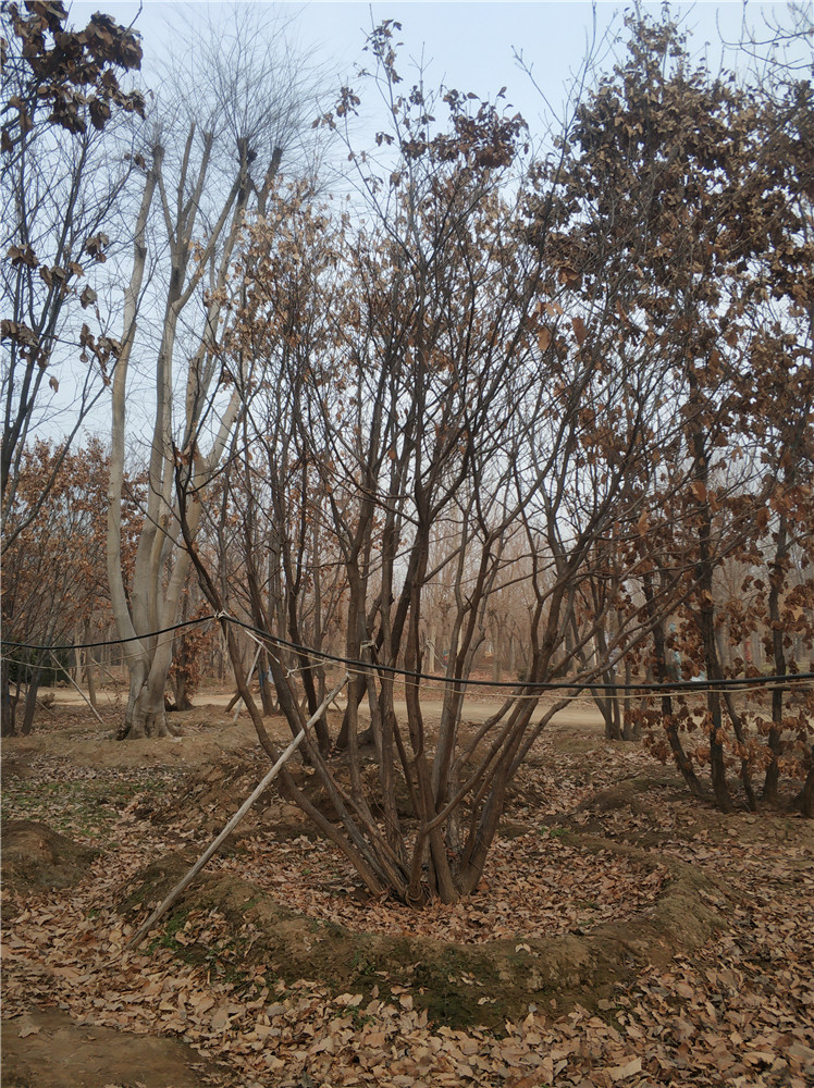 叢生蒙古櫟圖片/叢生蒙古櫟樣板圖 (2)