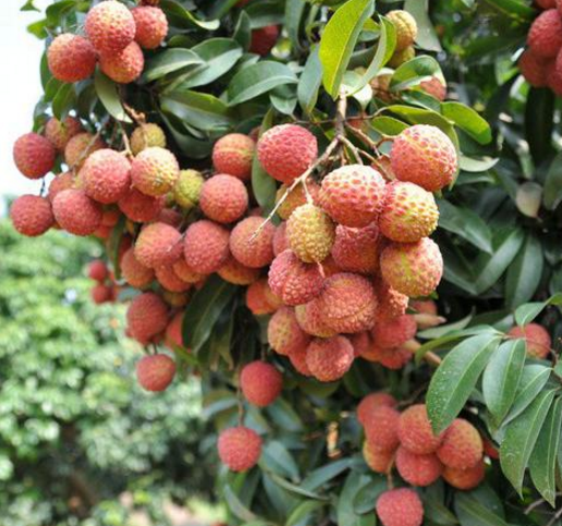 荔枝苗种植基地 荔枝 福建荔枝苗  荔枝种植厂家 荔枝苗价格 荔枝批发图片