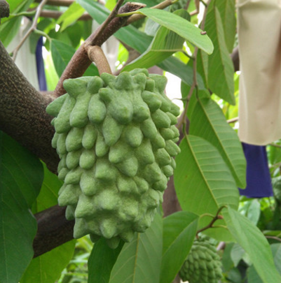 福建釋迦苗    釋迦苗供應(yīng)商 釋迦苗批發(fā)  釋迦苗價(jià)格 釋迦苗種植基地 鳳梨釋迦苗 福建鳳梨釋迦苗