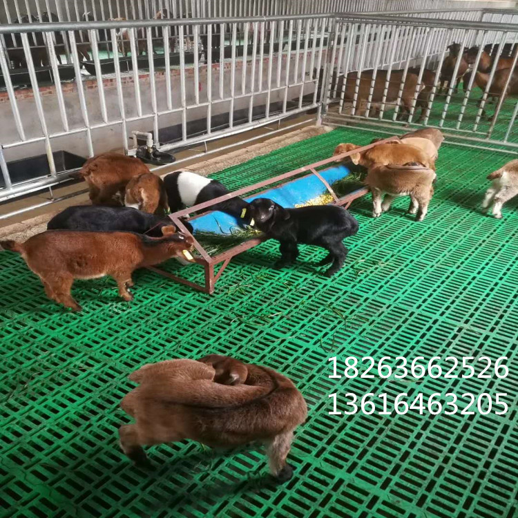 羊舍用塑料漏糞板圖片/羊舍用塑料漏糞板樣板圖 (3)