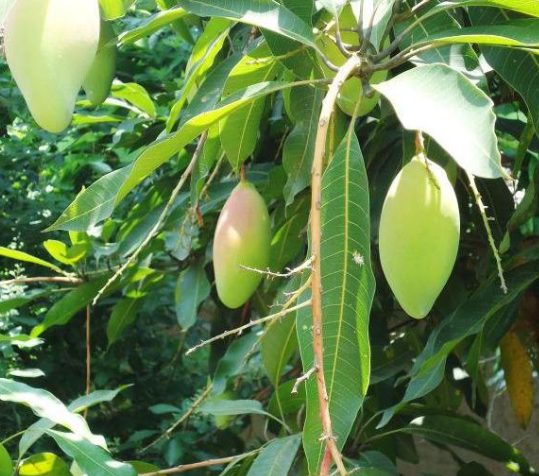 福建金芒果苗  金芒果 金芒果苗木 金芒果廠家裝修 金芒果苗種植基地 金芒果苗種植基地 福建金芒果苗