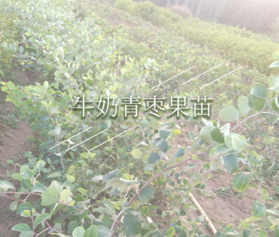 棗苗圖片/棗苗樣板圖 (3)