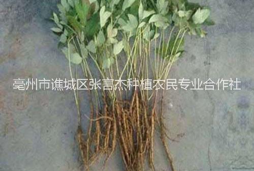 牡丹圖片/牡丹樣板圖 (4)