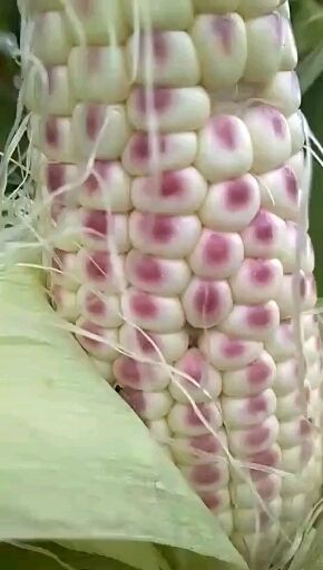 玫瑰香玉米 供應(yīng)玫瑰香玉米種子 批發(fā)玫瑰香玉米種子 玫瑰紅玉米種子供應(yīng)