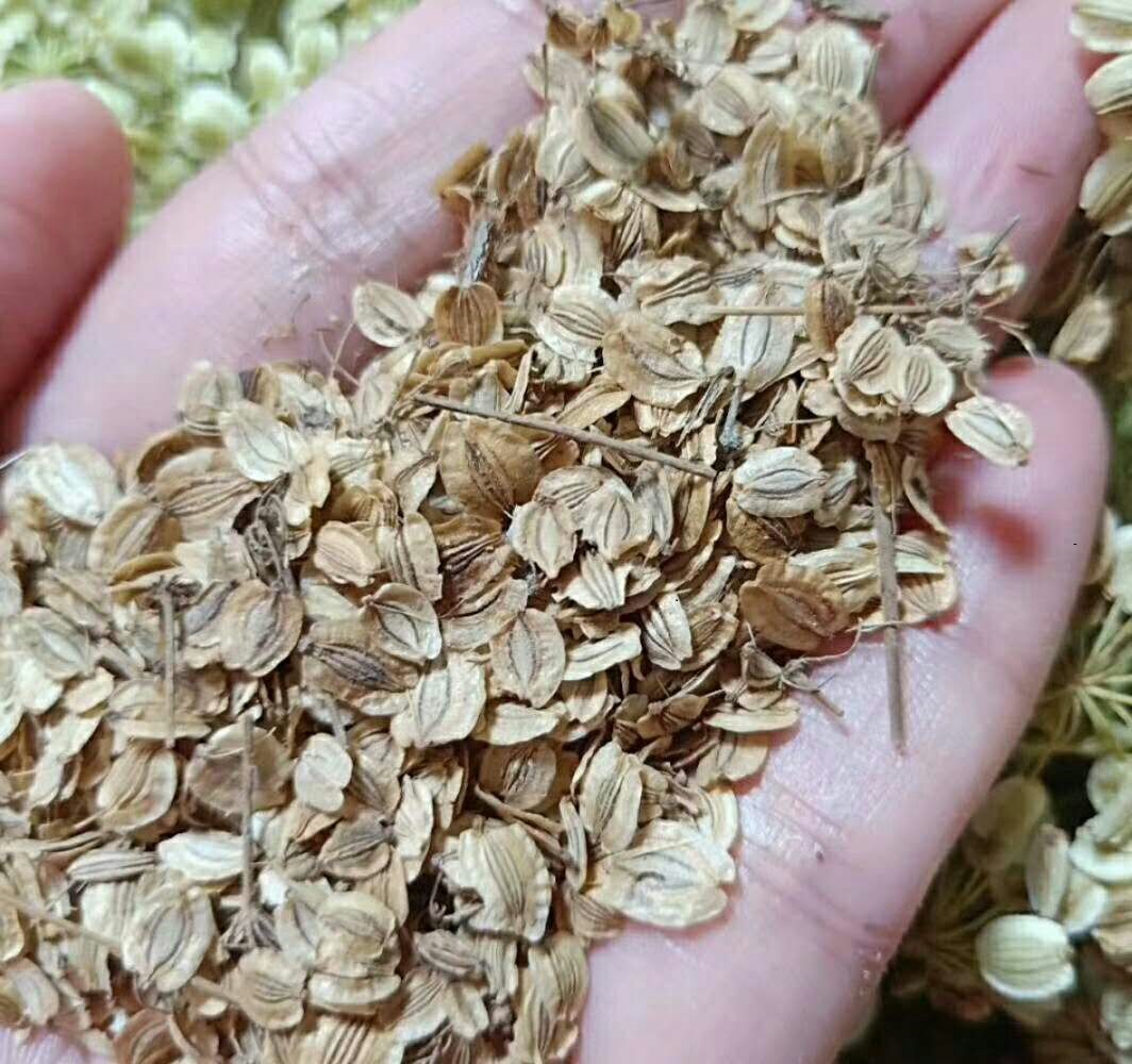 白芷種子圖片/白芷種子樣板圖 (1)