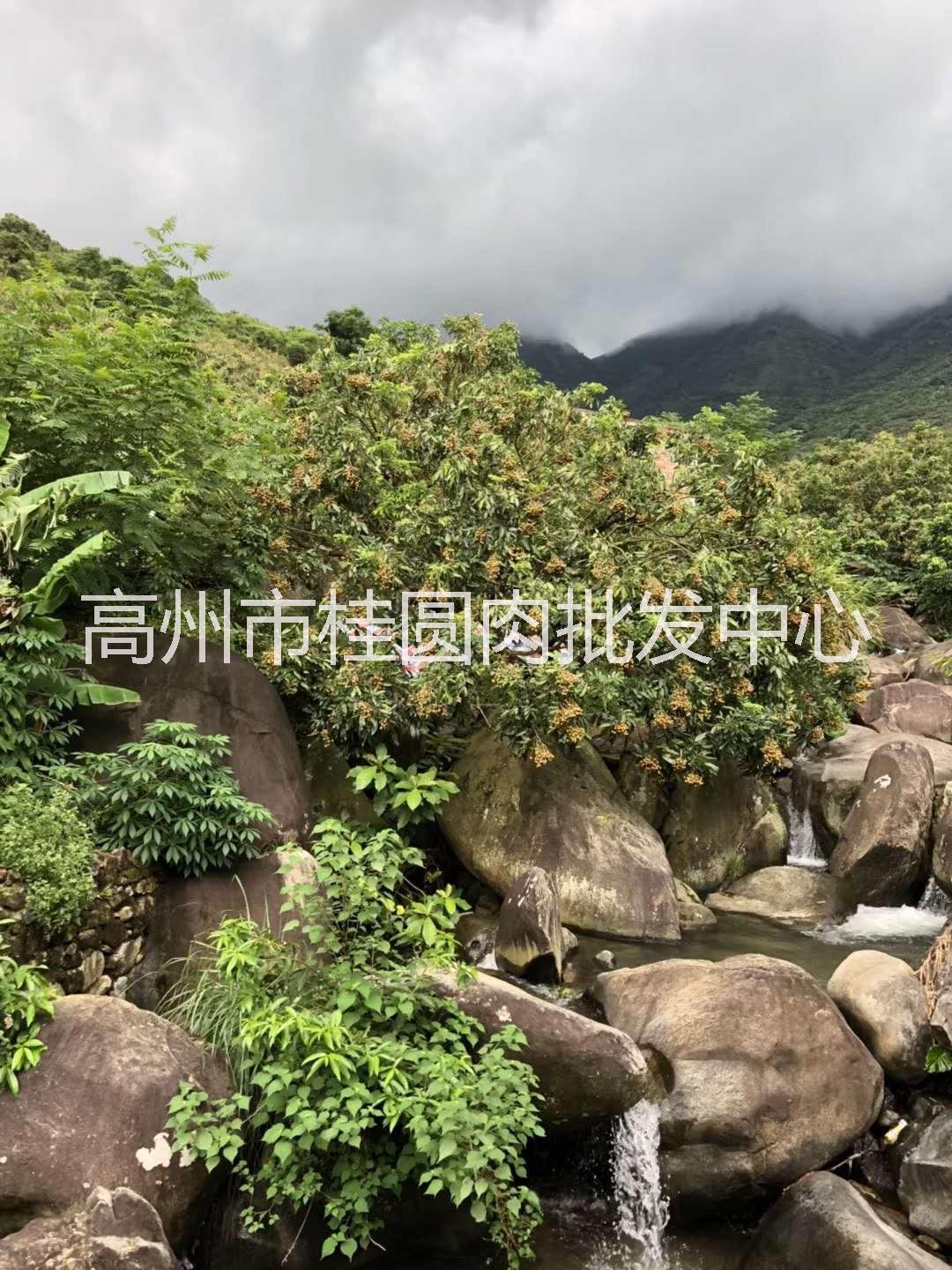 荔枝干廠家圖片