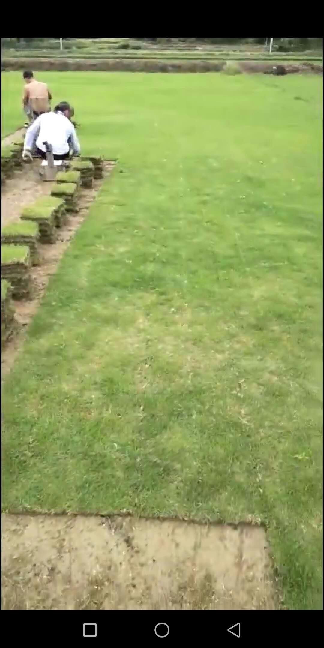 馬尼拉草皮圖片/馬尼拉草皮樣板圖 (3)