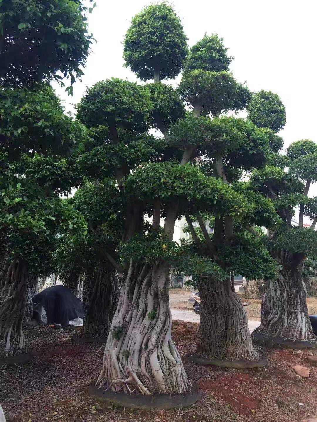 榕樹(shù)4-5米 榕樹(shù)4-5米效果圖榕樹(shù)4-5米批發(fā)價(jià) 榕樹(shù)4-5米報(bào)價(jià)表榕樹(shù)4-5米供應(yīng)商  榕樹(shù)4-5米批發(fā) 榕樹(shù)4-