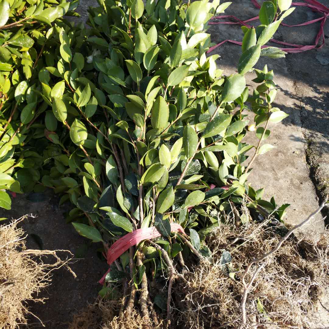 湖南油茶苗價格圖片