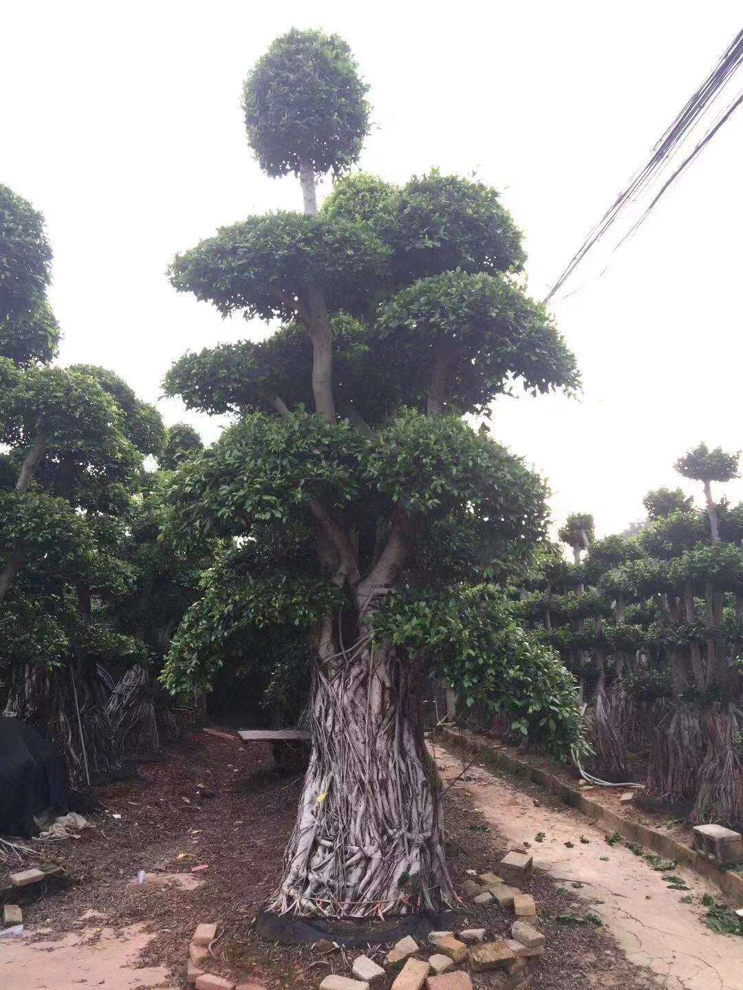 榕樹(shù)圖片/榕樹(shù)樣板圖 (4)