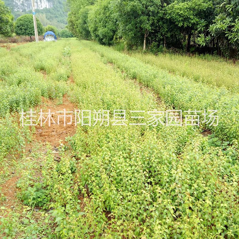青梅圖片/青梅樣板圖 (2)