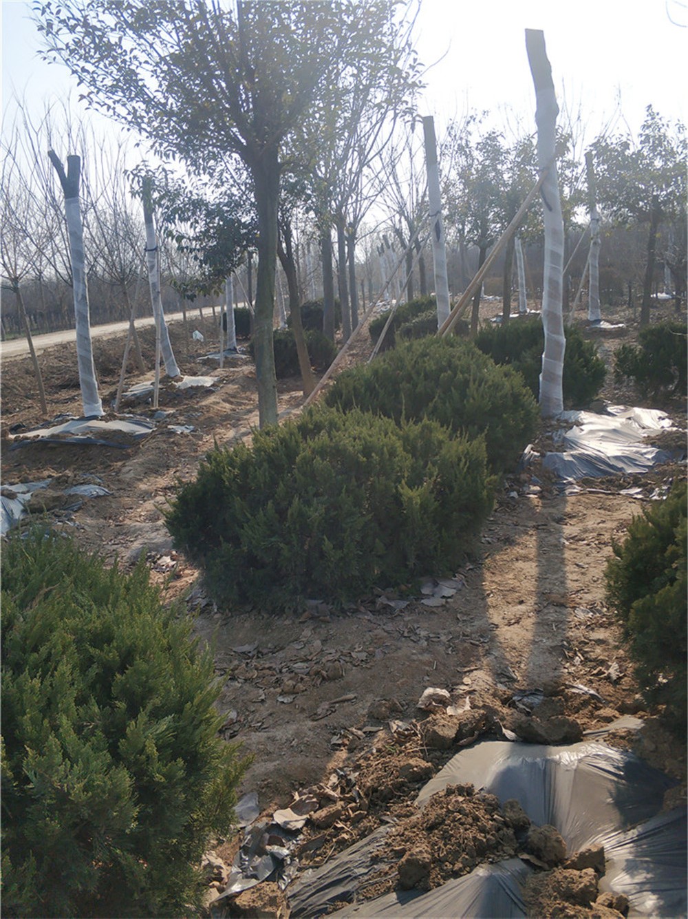 山東龍柏球基地 龍柏球報價圖片/山東龍柏球基地 龍柏球報價樣板圖 (3)