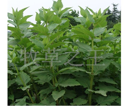 香草種子圖片/香草種子樣板圖 (4)