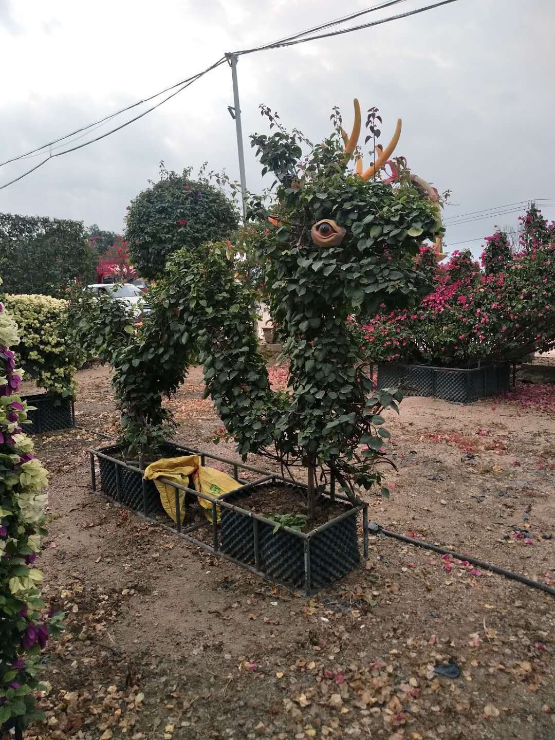 福建漳州造型三角梅款式-福建三角梅造型基地厂家批发价格