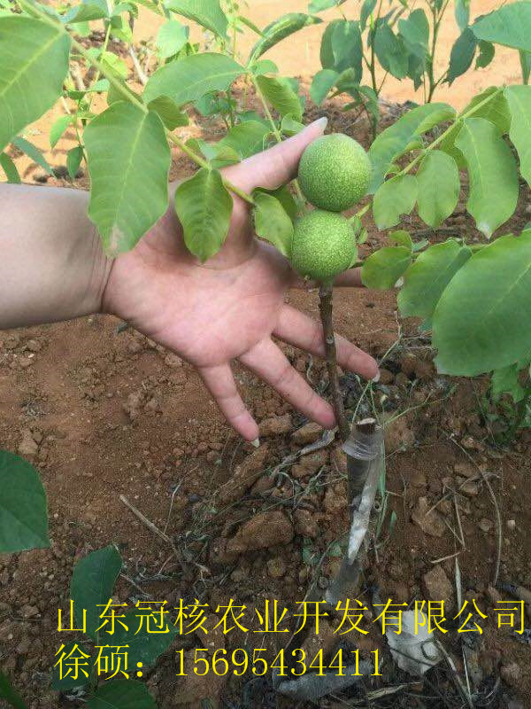 優(yōu)質(zhì)核桃樹 畝產(chǎn)千斤 薄皮核桃樹 短枝結(jié)果 內(nèi)外樘枝都結(jié)果