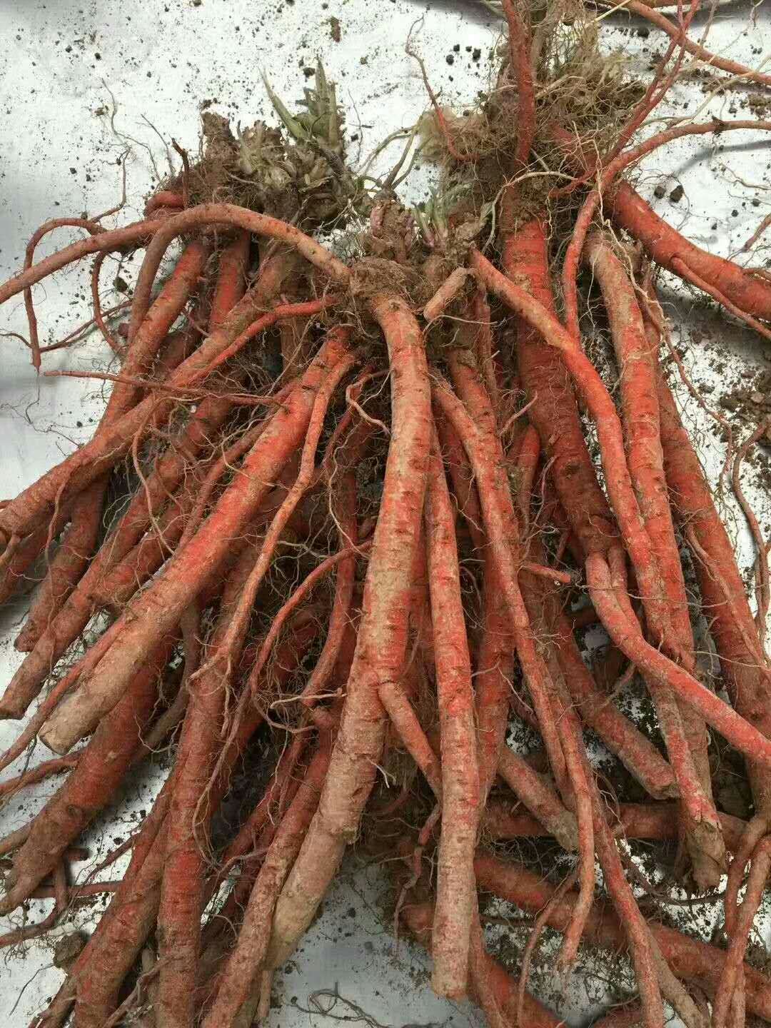 丹參種苗的栽培方法，丹參種苗的批發(fā)價格，丹參種苗種植效益 丹參種苗種植方法丹參種苗價格