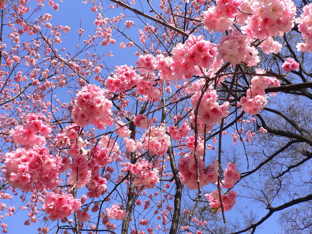 樱花 樱花培育基地 樱花价格