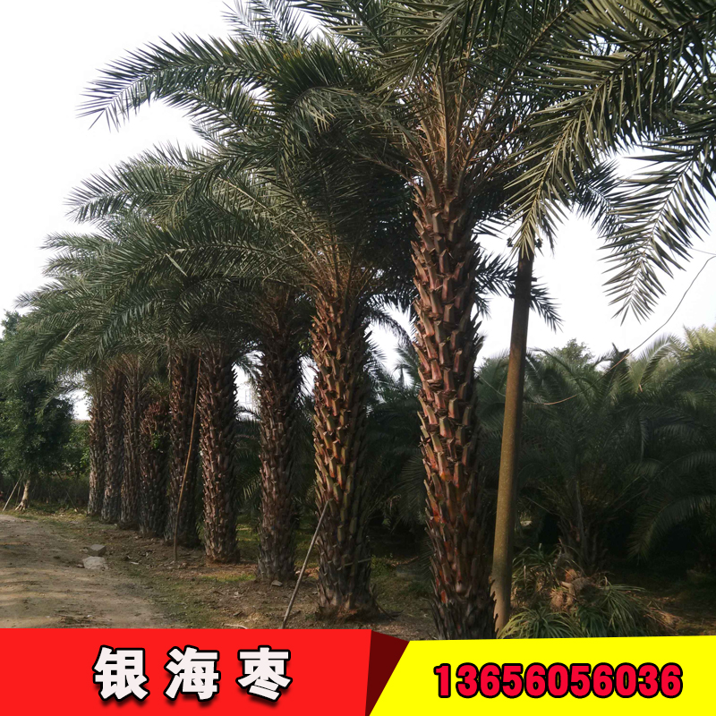 中東海棗廠家圖片