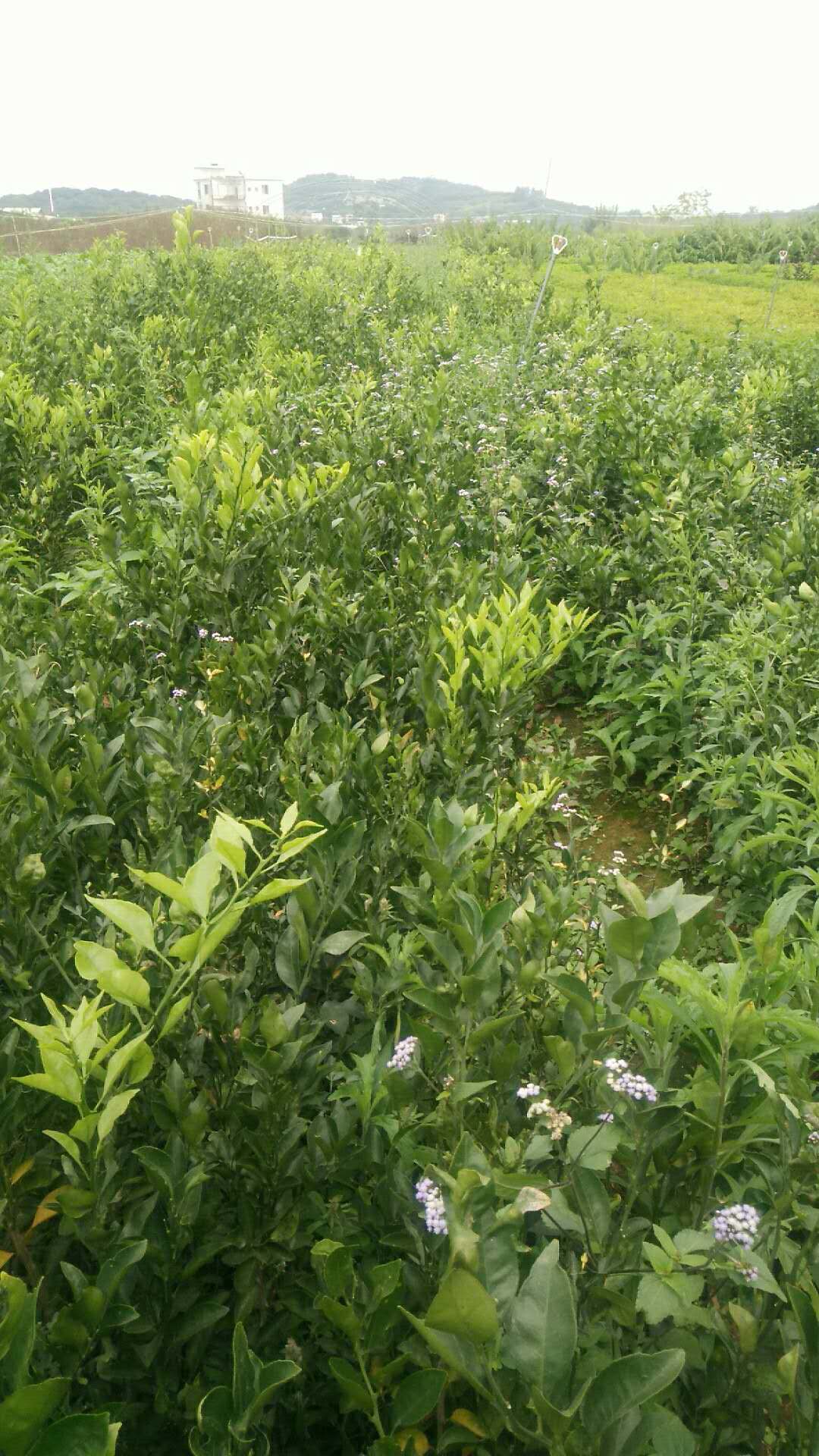 粑粑柑圖片/粑粑柑樣板圖 (1)