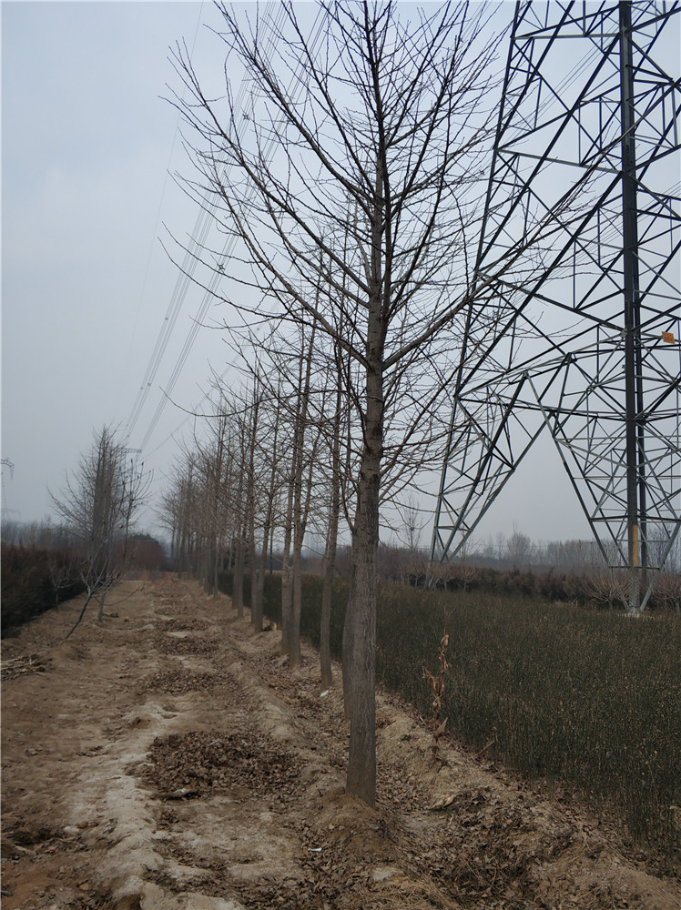 银杏树基地 山东银杏树大全