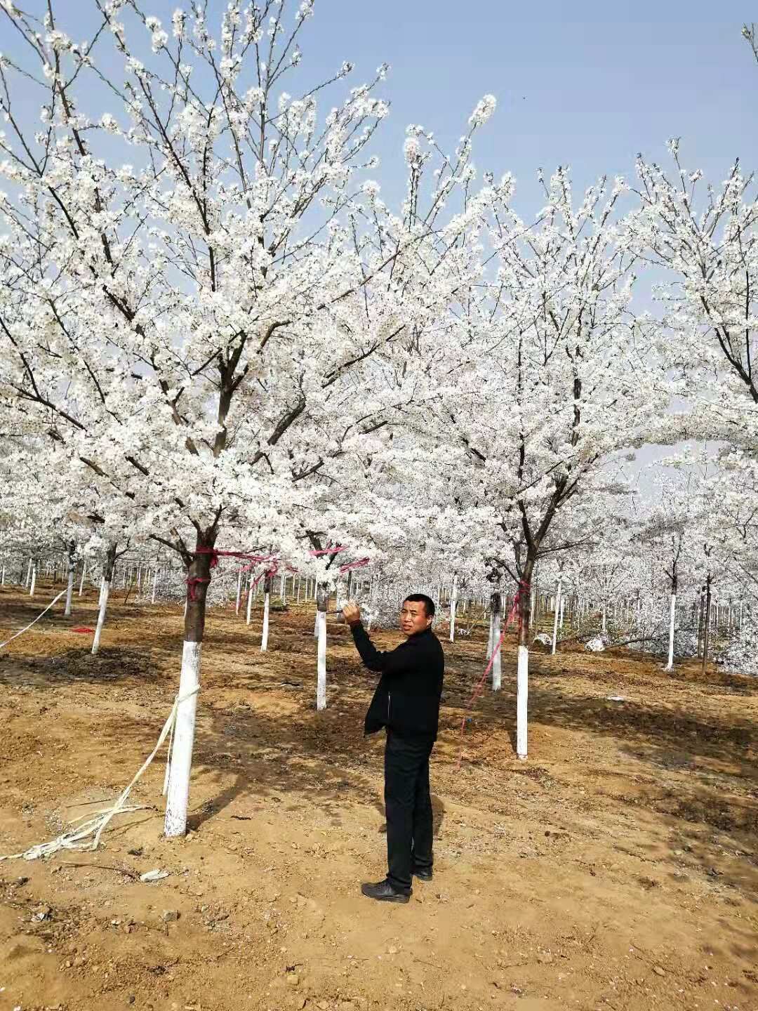 山东青岛高杆樱花基地-青岛高杆樱花价格/厂家批发报价供应商