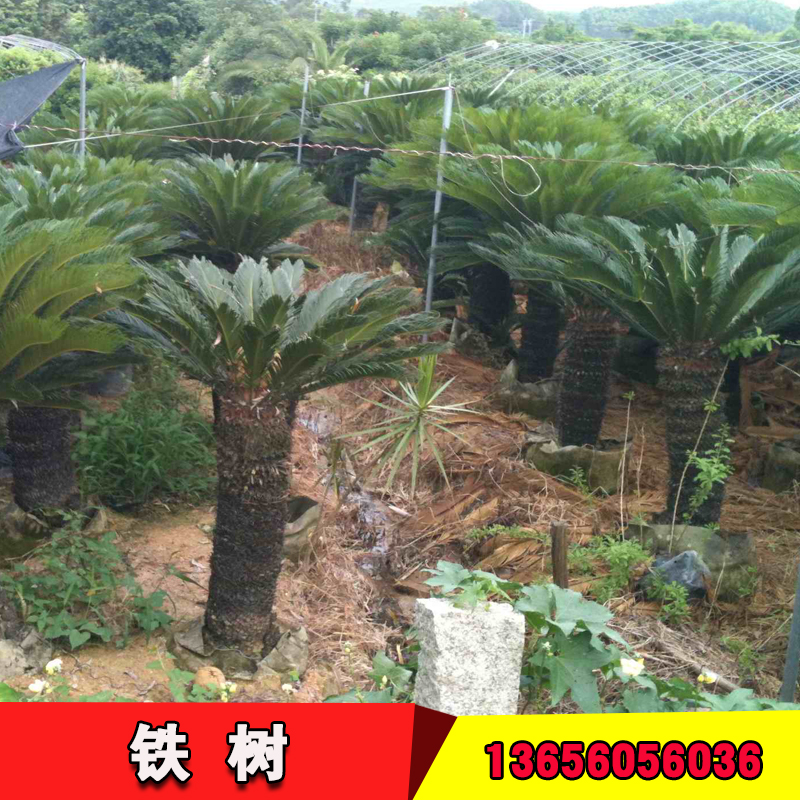 鐵樹(shù)圖片/鐵樹(shù)樣板圖 (3)
