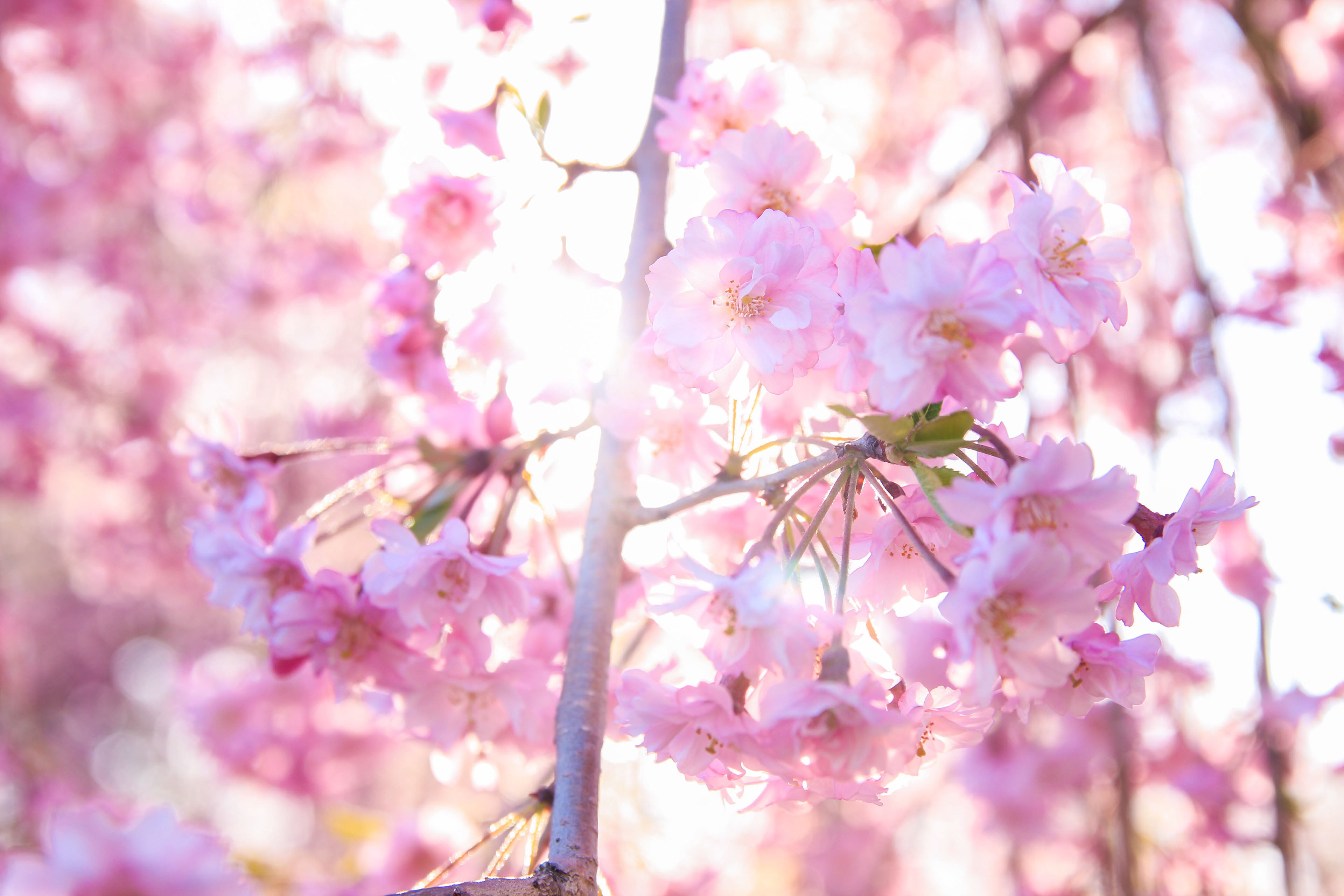 樱花厂家 樱花价格 樱花批发/报价图片