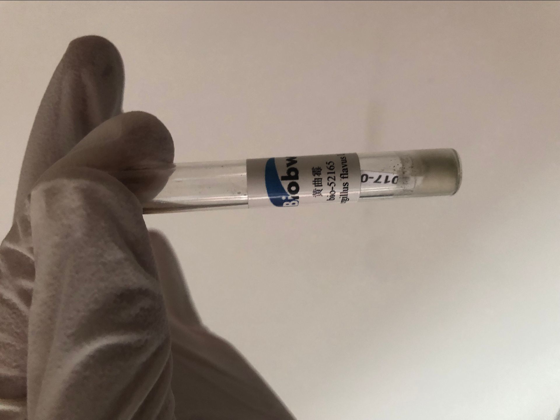 ATCC細(xì)胞ATCC MYA-4315 Candida choctaworum  百歐博偉生物
