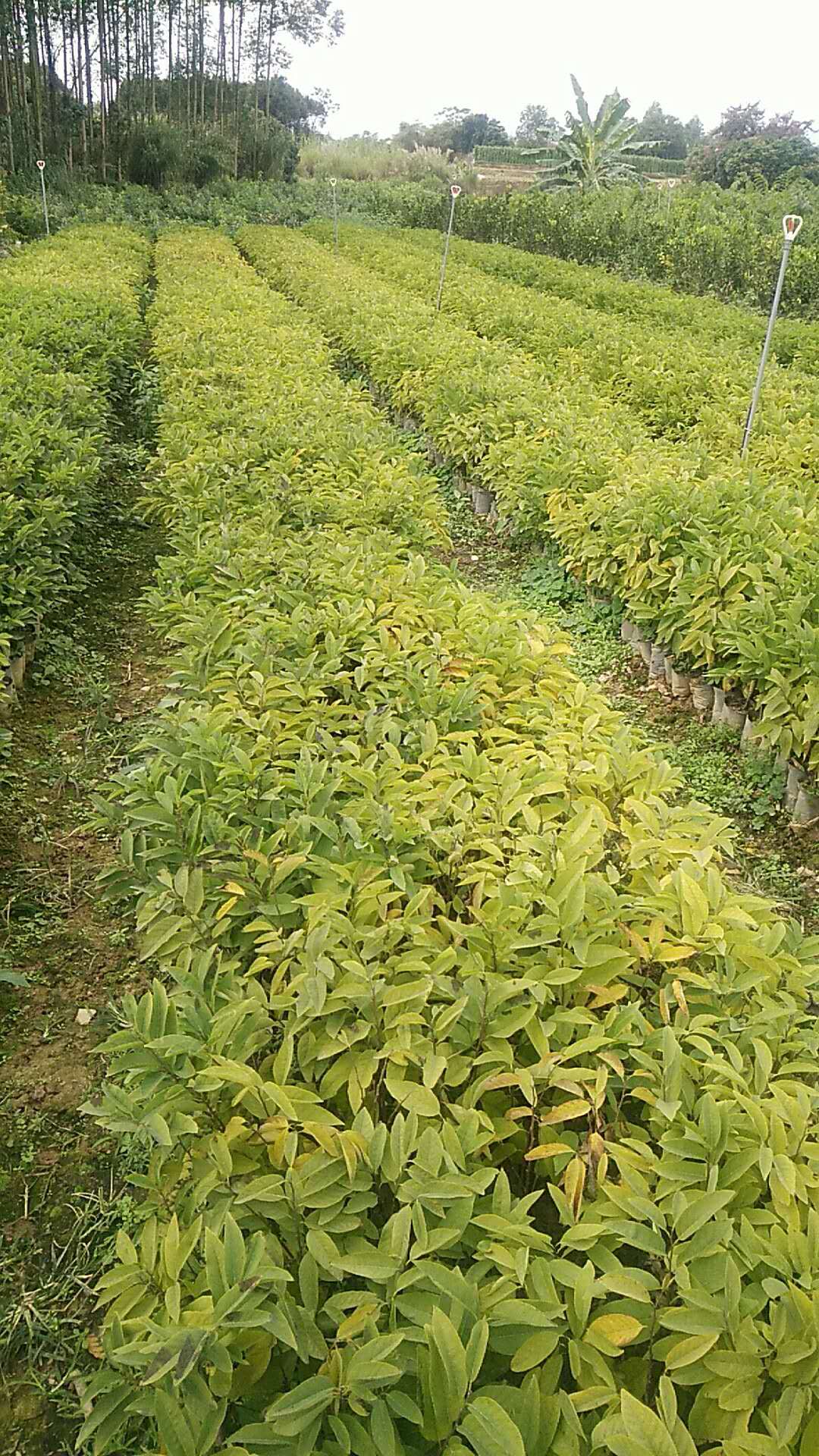 釋迦圖片/釋迦樣板圖 (3)